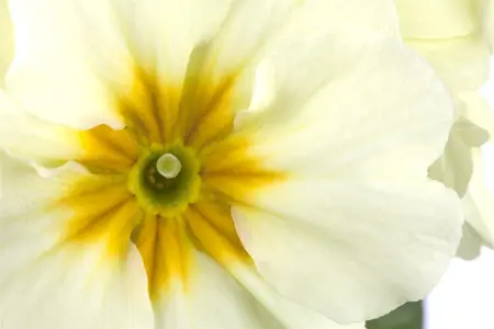 Primula elatior mix - P9 - image 2