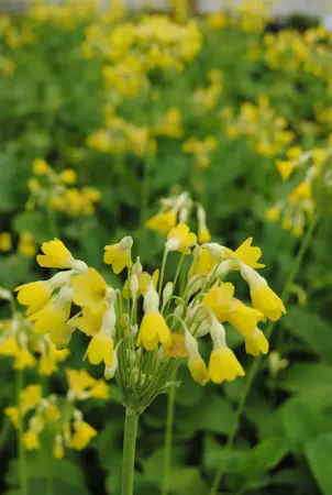 Primula florindae - P9
