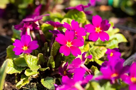 Primula (J) 'Wanda' - P9