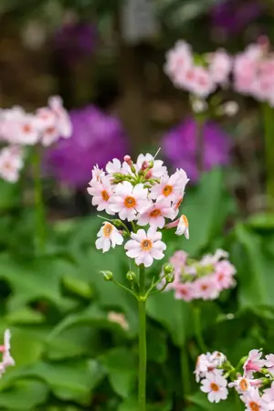 Primula jap. 'Apple Blossom' - P9 - image 2