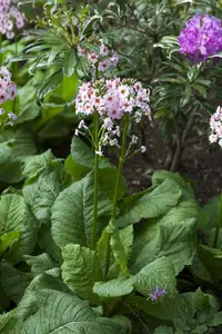 Primula japonica 'Carminea' - 2 Ltr pot - image 2