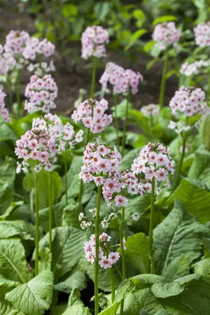 Primula japonica 'Carminea' - 2 Ltr pot - image 3