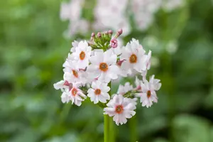 Primula japonica 'Carminea' - 2 Ltr pot - image 5