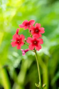 Primula japonica 'Miller's Crimson'