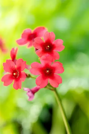 Primula japonica 'Miller's Crimson' - P9 - image 2