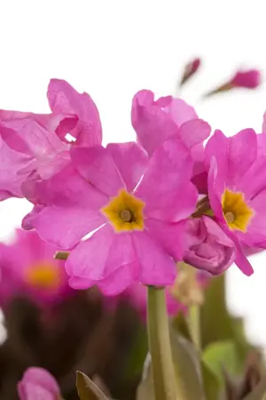Primula rosea - P9 - image 3