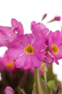 Primula rosea - P9 - image 3