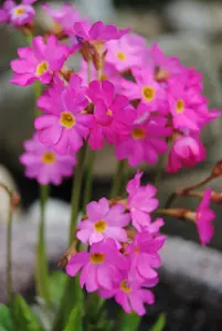 Primula rosea - P9 - image 2