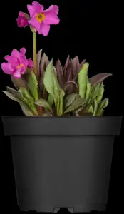 Primula rosea