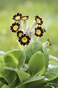 Primula rosea 'Grandiflora' - P9 - image 2