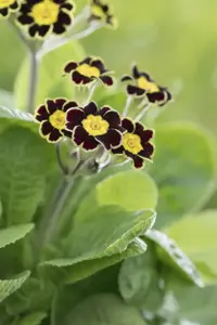 Primula rosea 'Grandiflora' - P9 - image 3