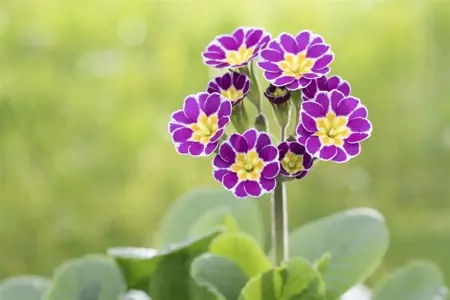 Primula rosea 'Grandiflora' - P9 - image 5