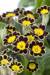Primula veris - P9 - image 2