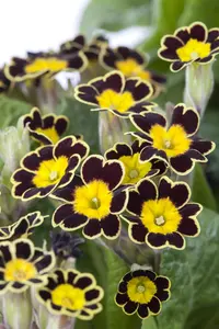 Primula veris - 2 Ltr pot - image 2
