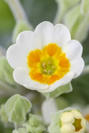 Primula veris - 2 Ltr pot - image 3