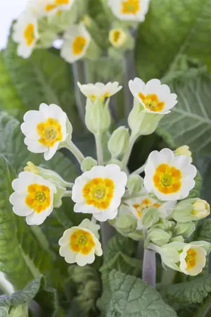Primula veris - 2 Ltr pot - image 4