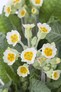 Primula veris - 2 Ltr pot - image 4