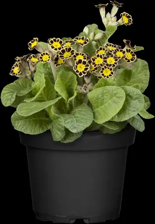 Primula veris - P9 - image 1