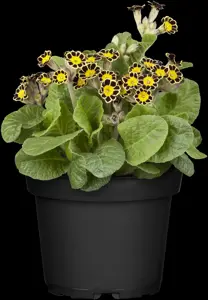 Primula veris
