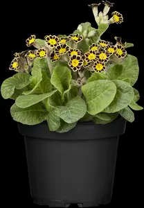 Primula veris - 2 Ltr pot - image 1