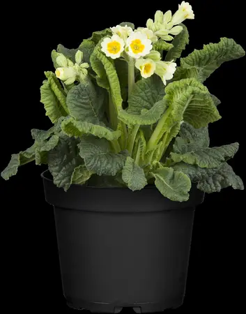 Primula veris - 2 Ltr pot - image 5