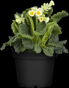 Primula veris - 2 Ltr pot - image 5