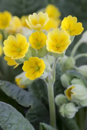 PRIMULA  veris CABRILLO 2L