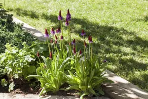 Primula vialii - P9 - image 2