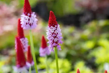 Primula vialii - P11 - image 4