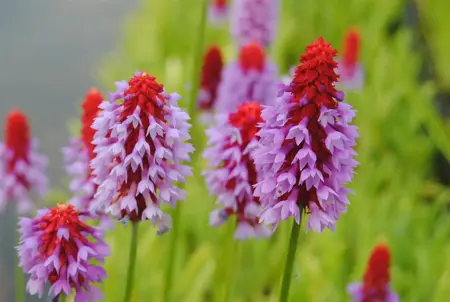 Primula vialii - P11 - image 3