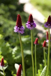 Primula vialii 'Alison Holland'? - P9 - image 5