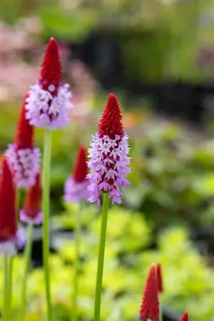 Primula vialii 'Alison Holland'? - P9 - image 5