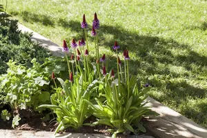 Primula vialii 'Alison Holland'? - P9 - image 2