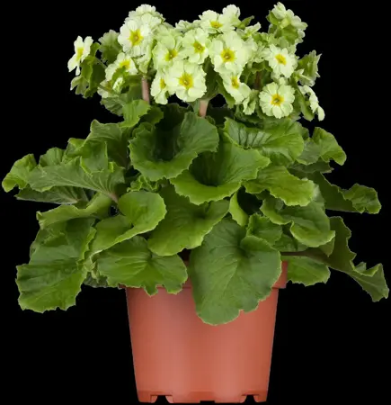 Primula vulgaris - P9 - image 5