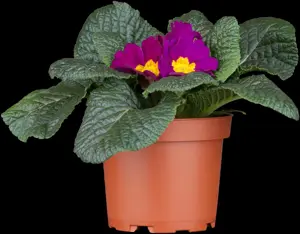 Primula vulgaris