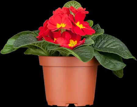 Primula vulgaris - P9 - image 3