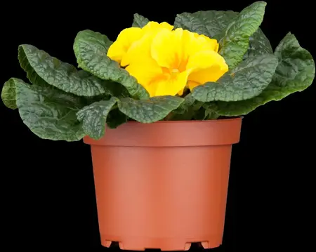 Primula vulgaris - P9 - image 2