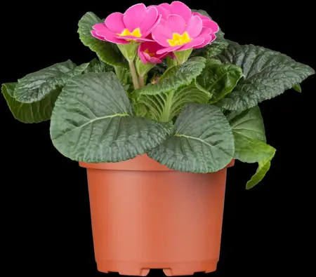 Primula vulgaris - P9 - image 4