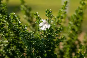 Prostanthera cuneata - 40-50 CM C10
