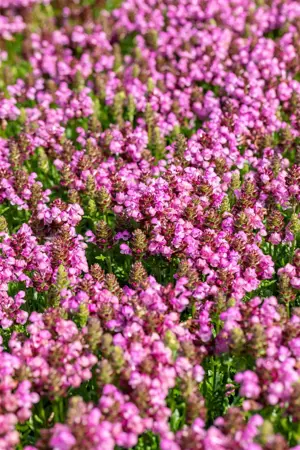 Prunella 'Summer Daze'? - 2 Ltr pot - image 3