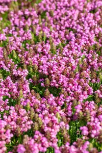 Prunella 'Summer Daze'? - 2 Ltr pot - image 3
