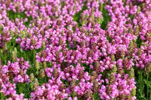 Prunella 'Summer Daze'? - 2 Ltr pot - image 2