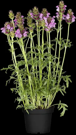 Prunella 'Summer Daze'? - 2 Ltr pot - image 1