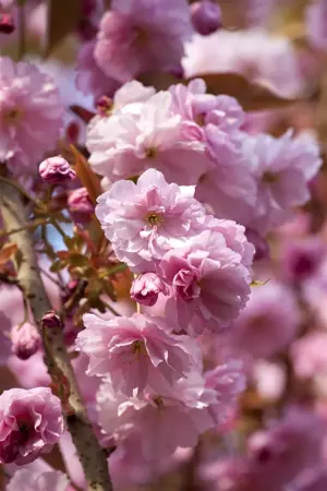 Prunus 'Accolade' - 80 CM STEM 7.5 L - image 2