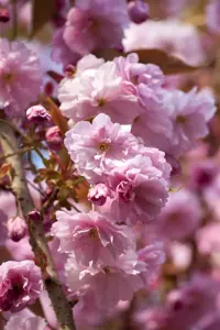 Prunus 'Accolade' - 80 CM STEM 7.5 L - image 2