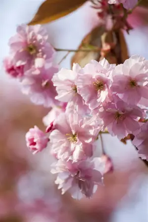 Prunus 'Accolade' - 125-150  CM C7.5 - image 4