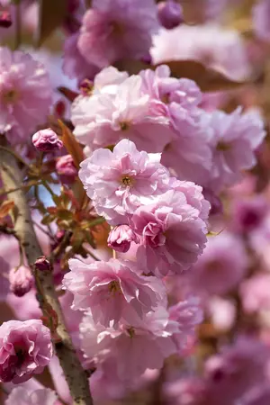Prunus 'Accolade' - STEM 225 CM, GIRTH 10-12 CM C25 - image 2