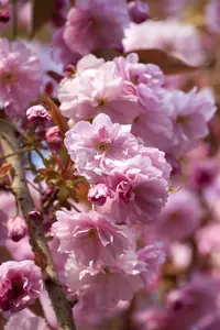 Prunus 'Accolade' - STEM 225 CM, GIRTH 10-12 CM C25 - image 2