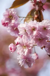 Prunus 'Accolade' - STEM 225 CM, GIRTH 10-12 CM C25 - image 4