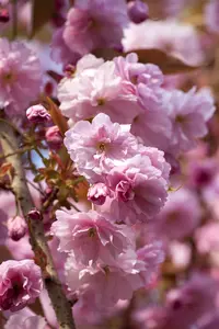 Prunus 'Accolade' - 100-125 CM C20 - image 2